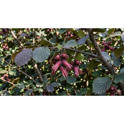 Euroopanpähkinäpensas ’Rotblättrige Lambertnuss’ (Corylus avellana ’Rotblättrige Lambertnuss’) Euroopanpähkinäpensas ’Rotblättrige Lambertnuss’ (Corylus avellana ’Rotblättrige Lambertnuss’)